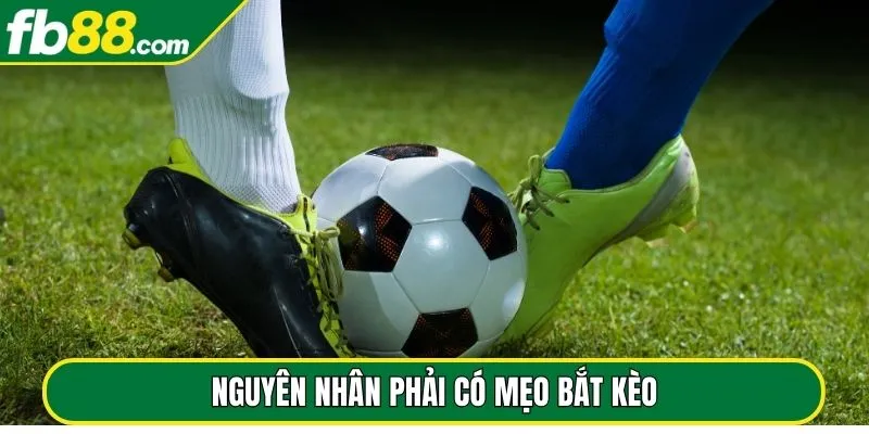 Nguyên nhân phải có mẹo bắt kèo